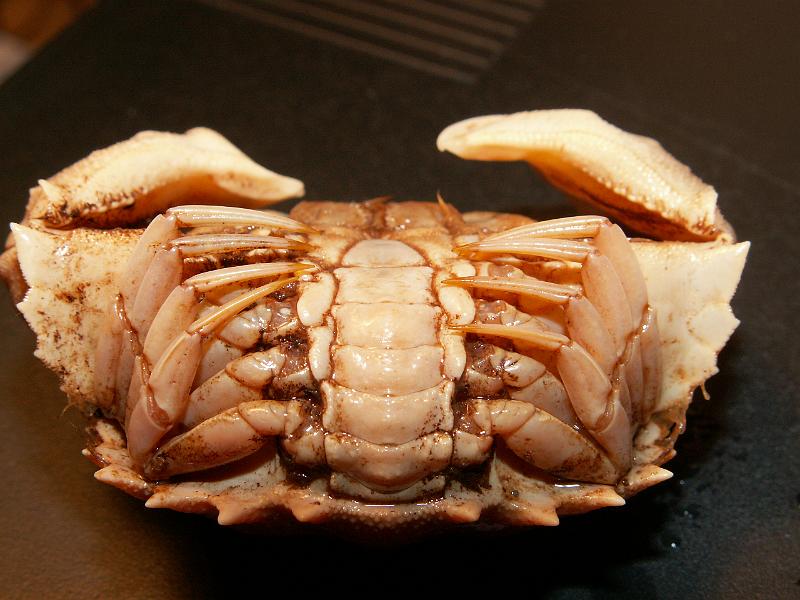 Calappa pelii 05.JPG